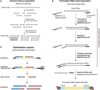 Simultaneously collecting coding and non-coding phylogenomic data using homemade full-length cDNA probes, tested by resolving the high-level relationships of Colubridae